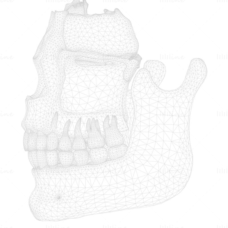 Fogszerkezet csontanatómia 3D-s modell