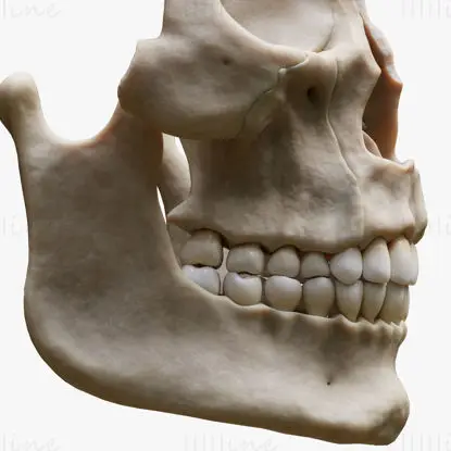 Tooth structure bone medical illustration