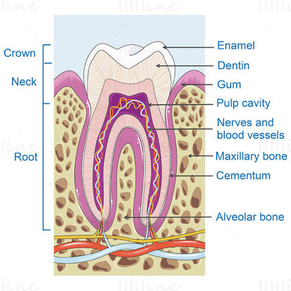 Tooth structure vector