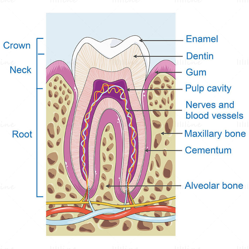 牙齿结构矢量