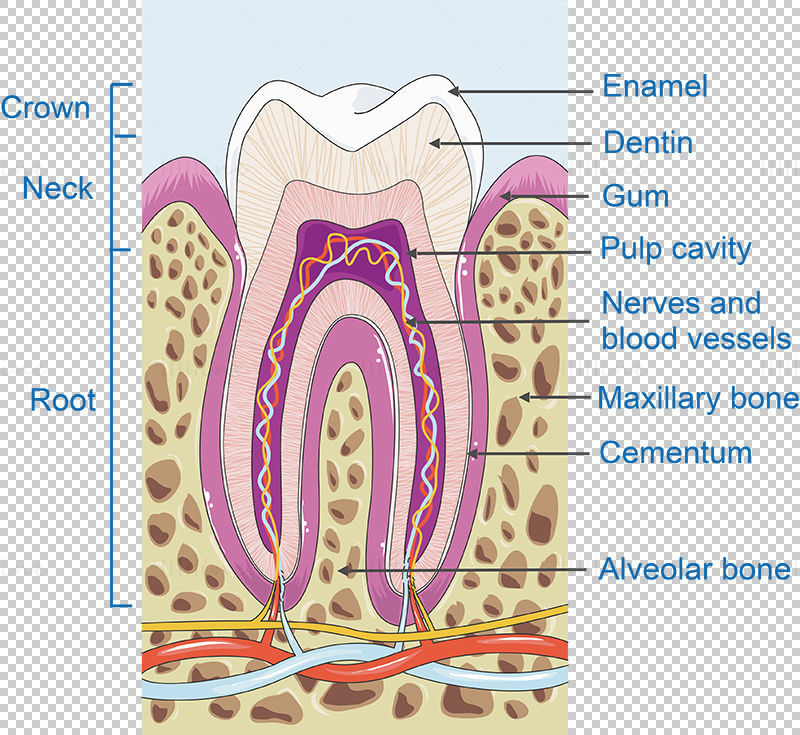 Vektor der Zahnstruktur