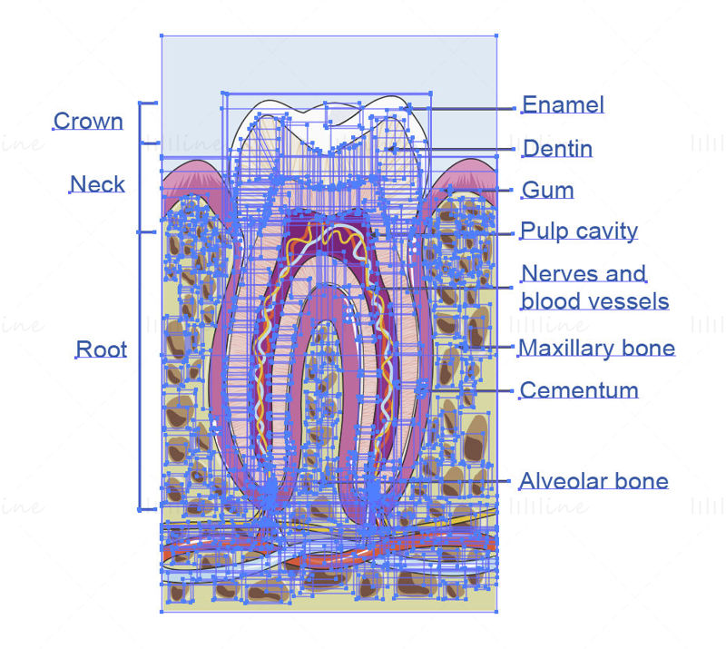 Vektor struktury zubu