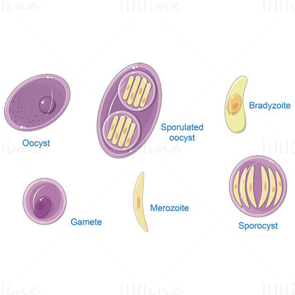 Toxoplasma gondii (Toxoplasmose) vector wetenschappelijke illustratie