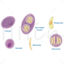 Toxoplasma gondii (Toxoplasmosis) vector scientific illustration