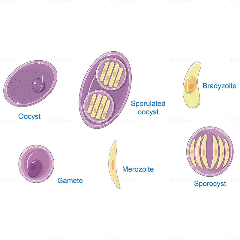 Toxoplasma gondii (Toxoplasmose) vetor ilustração científica