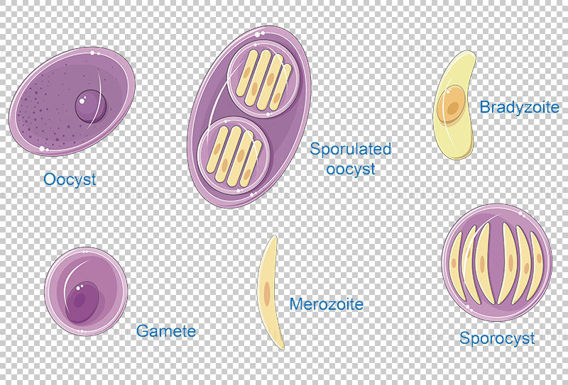 Toxoplasma gondii (Toxoplasmosis) vector scientific illustration