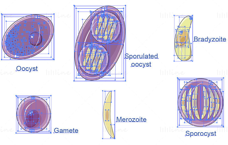 Toxoplasma gondii (Toxoplasmosis) vektör bilimsel çizimi