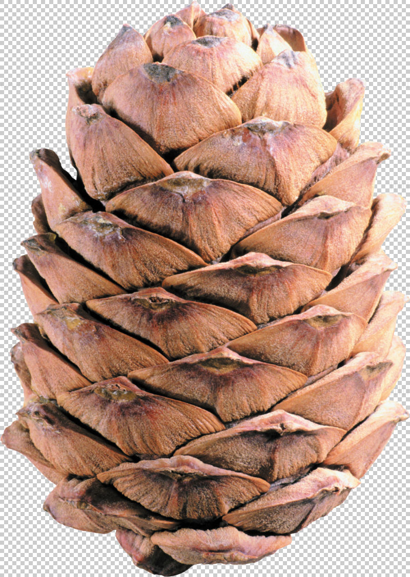 Transparent pine cones png