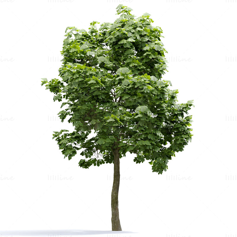 3д модель дерева