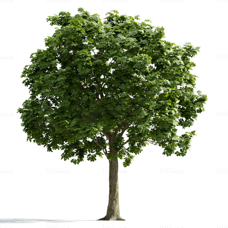 3д модель дерева
