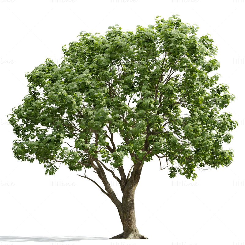 Modelo 3d de árvore
