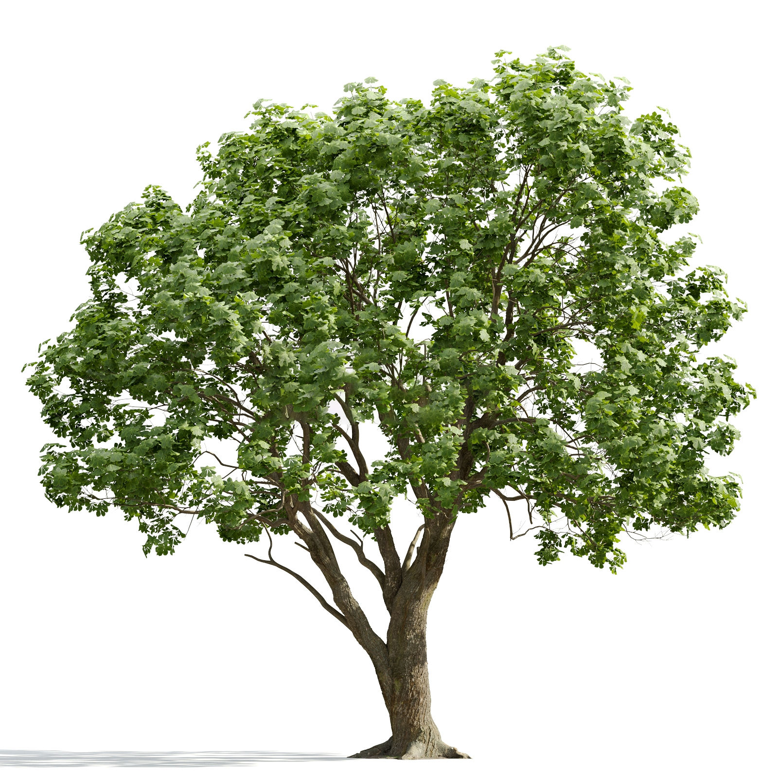 Tree 3d model