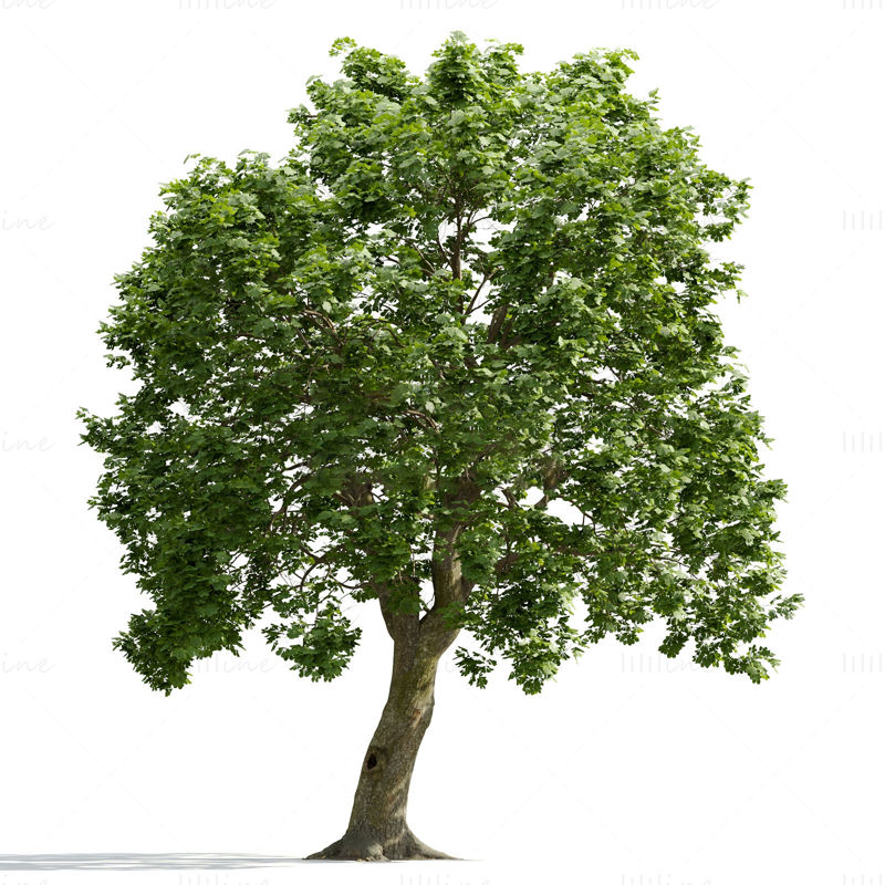 3d модел дърво