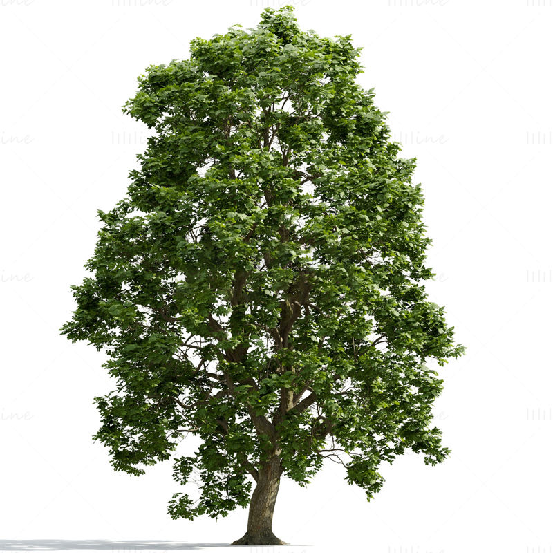 Baum 3D-Modell