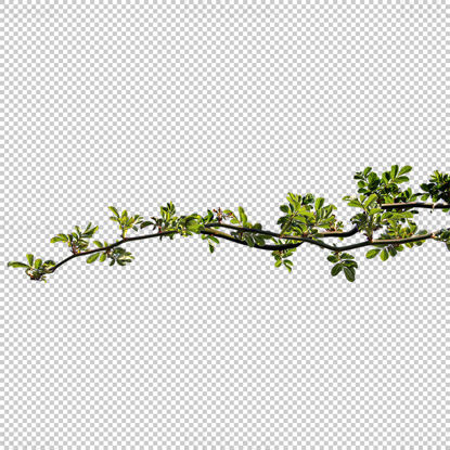 Tree branch png