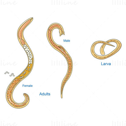 Trichinella spiralis vector wetenschappelijke illustratie