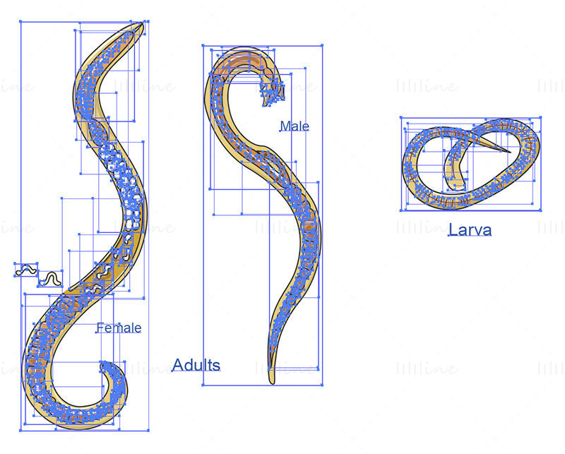 Trichinella spiralis vektör bilimsel çizimi