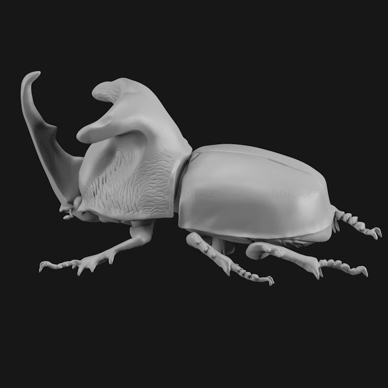 Trichogomphus lunicollis 3d printing model