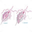Illustration scientifique du vecteur Trichomonas
