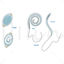 Trichuris vector scientific illustration