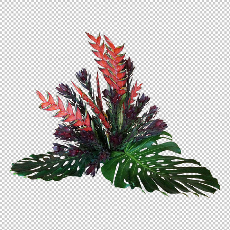 Frunze de plante tropicale png