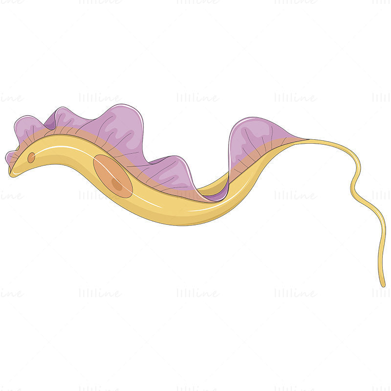 Trypanosoma vector scientific illustration