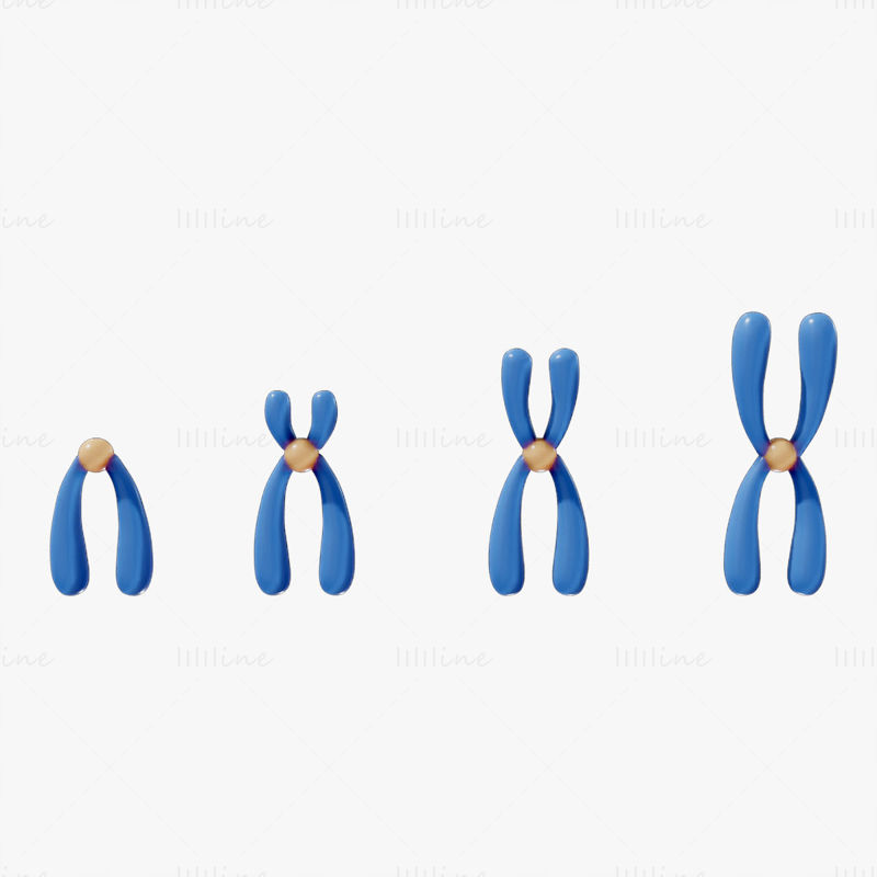 Types de chromosomes modèle 3D