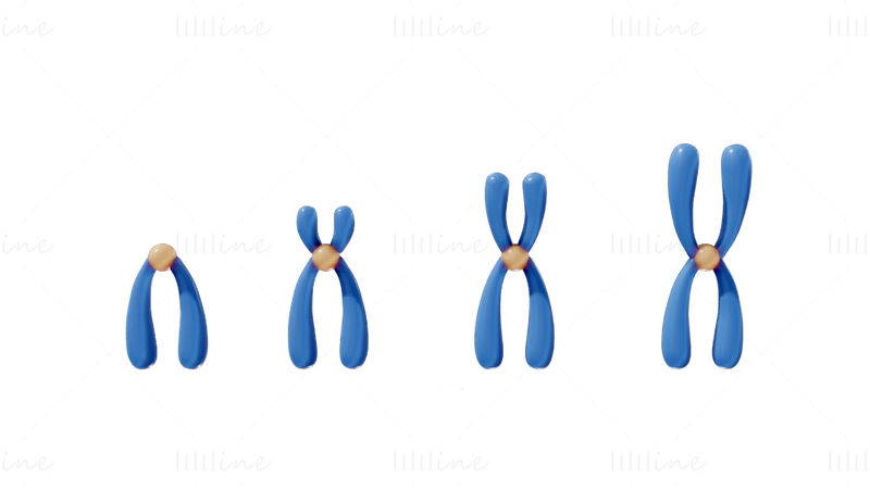 Types de chromosomes modèle 3D