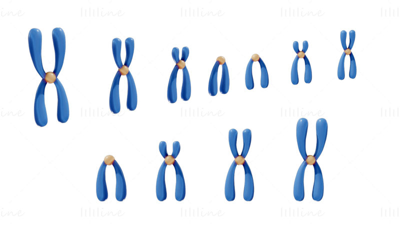 Types de chromosomes modèle 3D