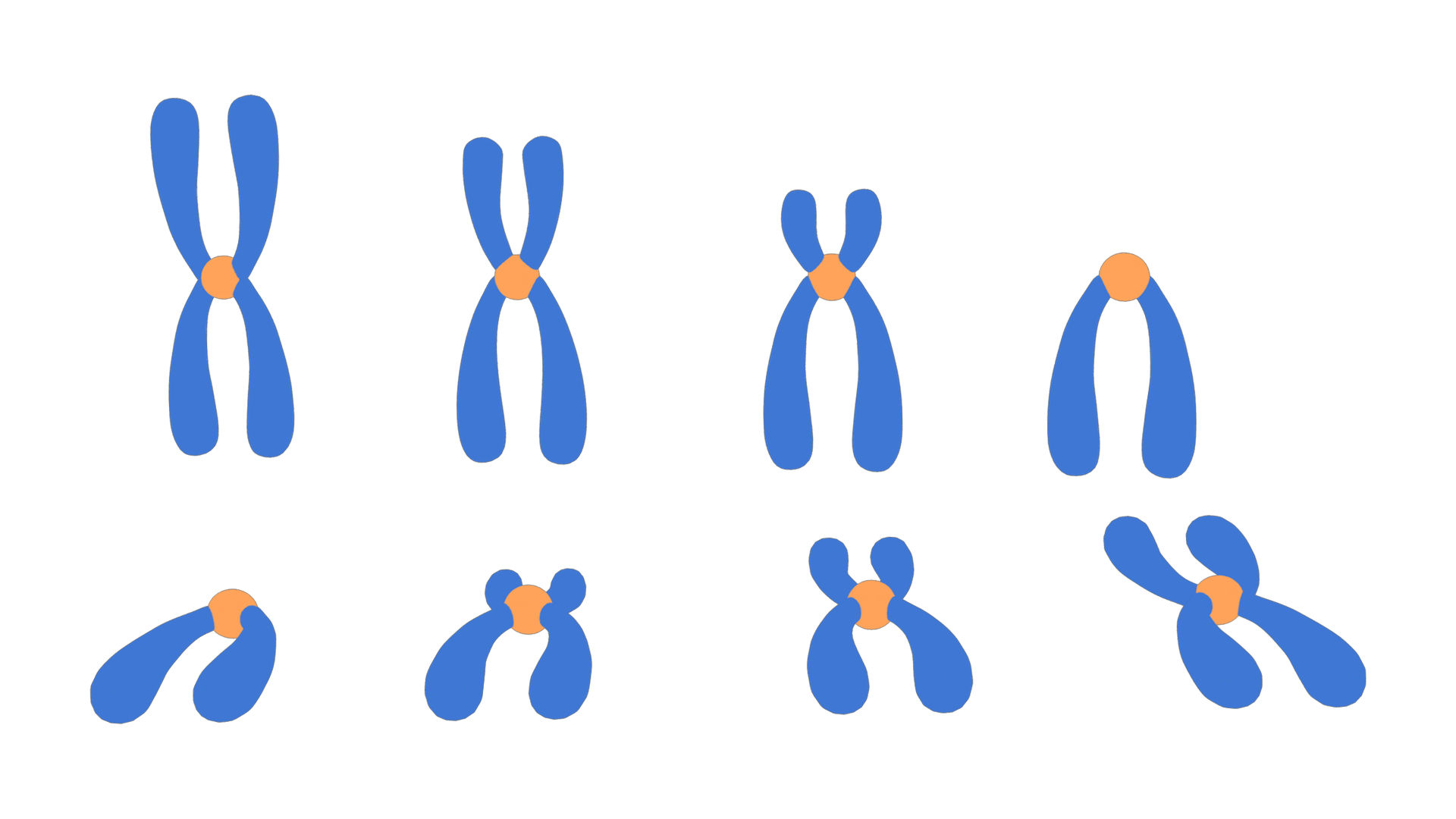 Types Of Chromosomes 3d Model