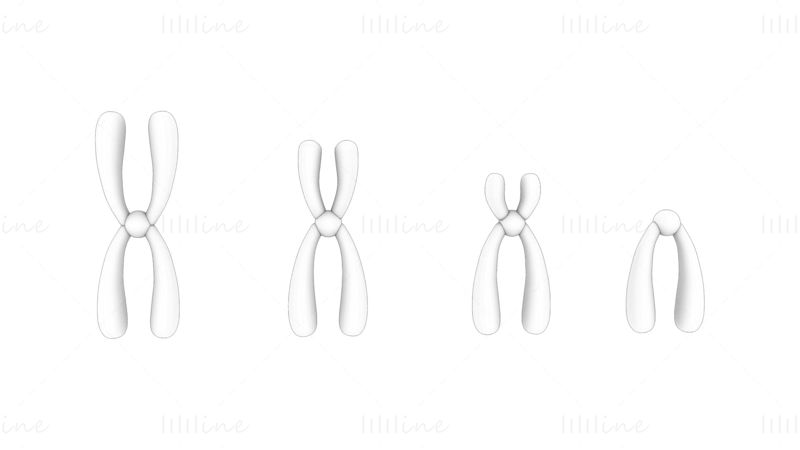 Types de chromosomes modèle 3D