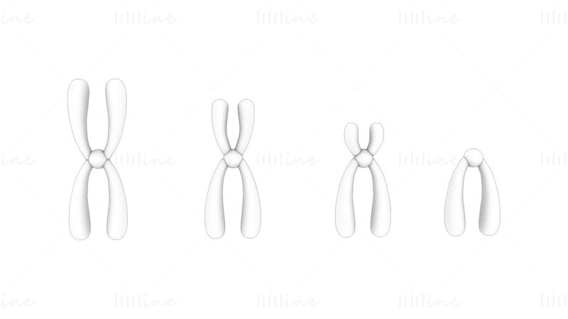 Types of Chromosomes 3D Model