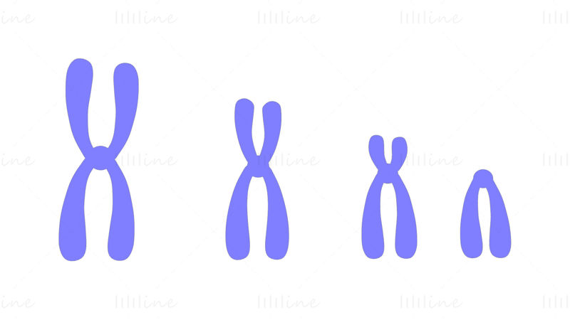 Types de chromosomes modèle 3D