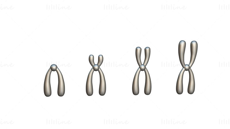Types de chromosomes modèle 3D