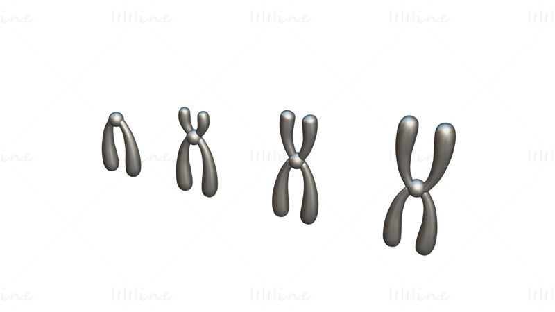 Types of Chromosomes 3D Model