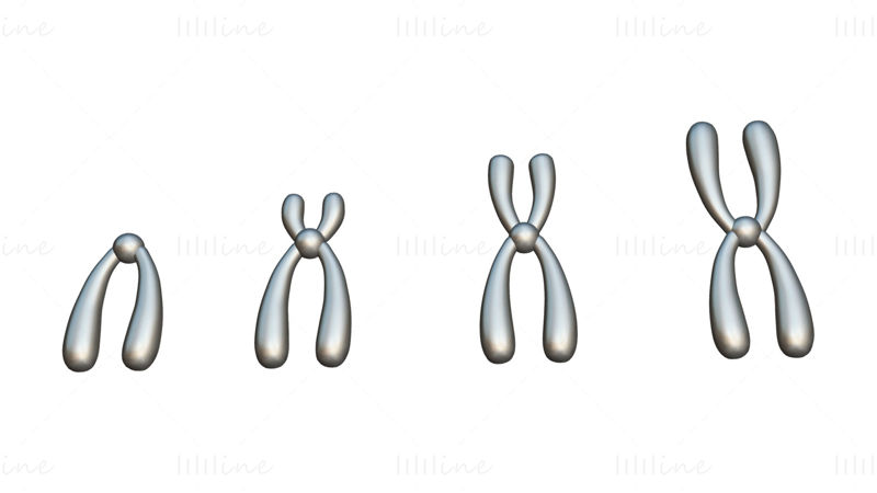 Types of Chromosomes 3D Model