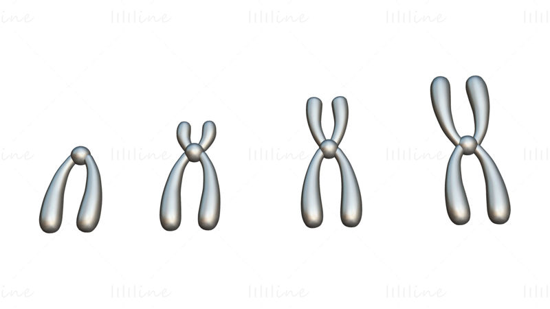 Types de chromosomes modèle 3D