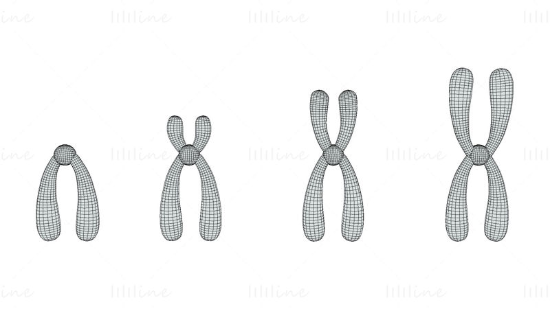 Types de chromosomes modèle 3D