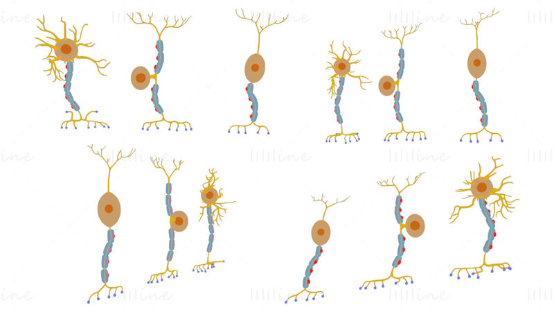 Soorten neuronen 3D-model