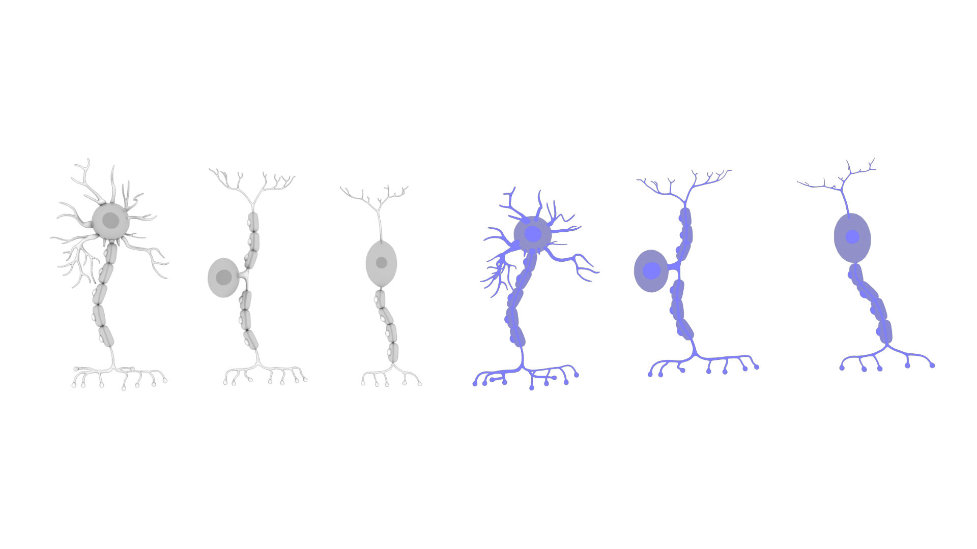 types-of-neurons-3d-model