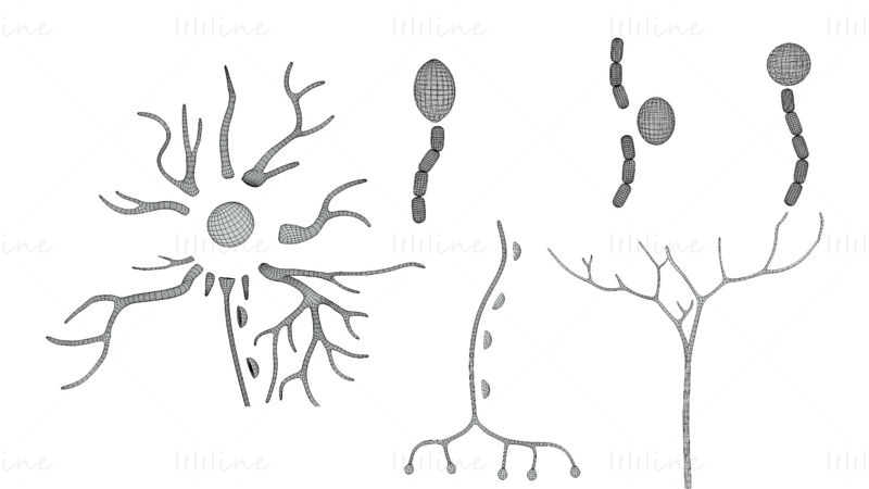 Soorten neuronen 3D-model