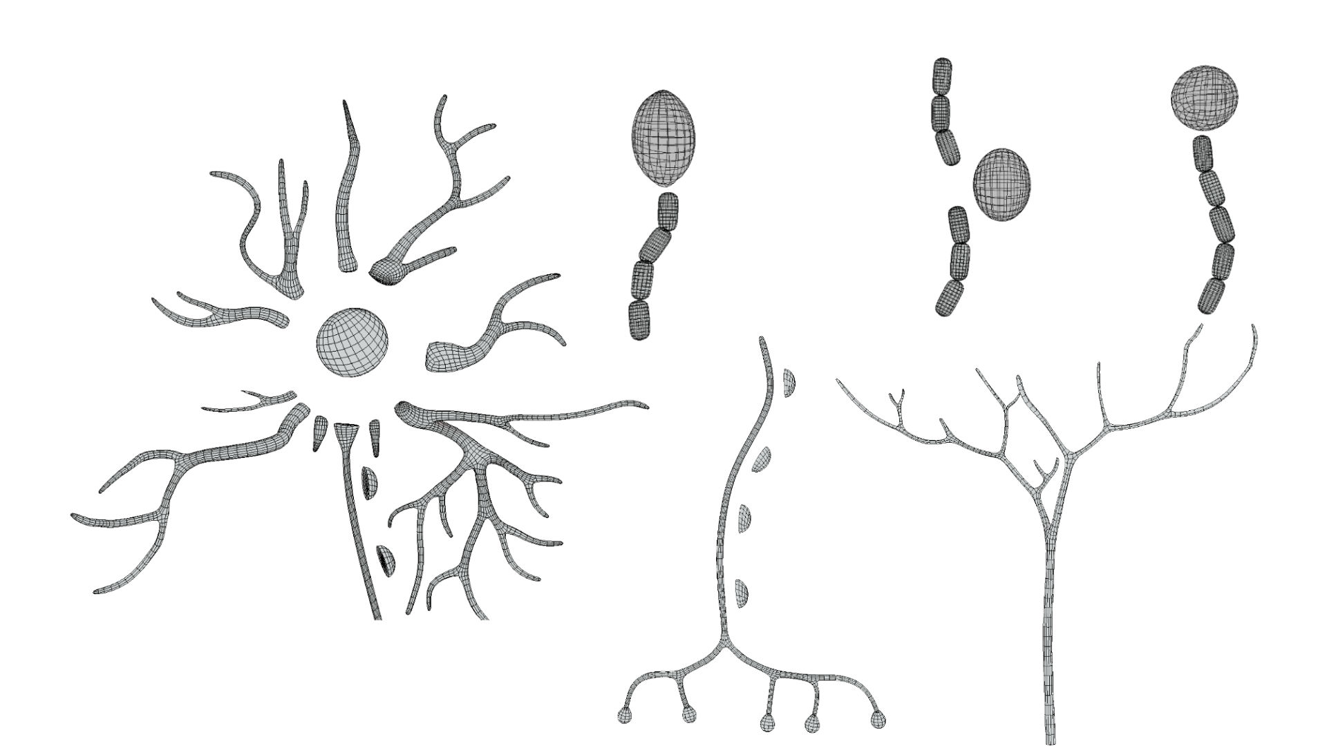 types-of-neurons-3d-model