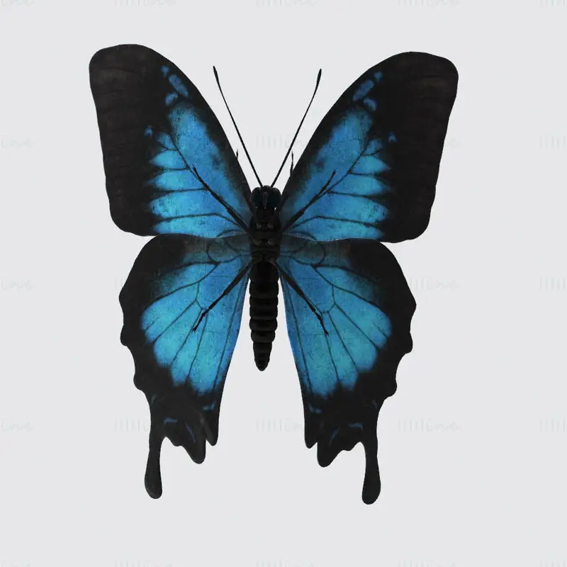 Ulysses Butterfly 3D Print Model