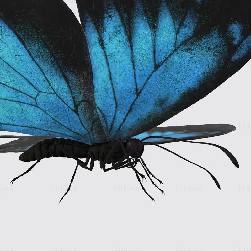 Modèle d'impression 3D du papillon Ulysse