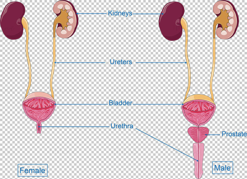 Urinary tract vector