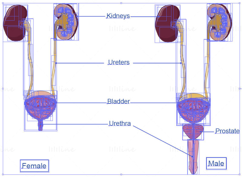 Urinary tract vector
