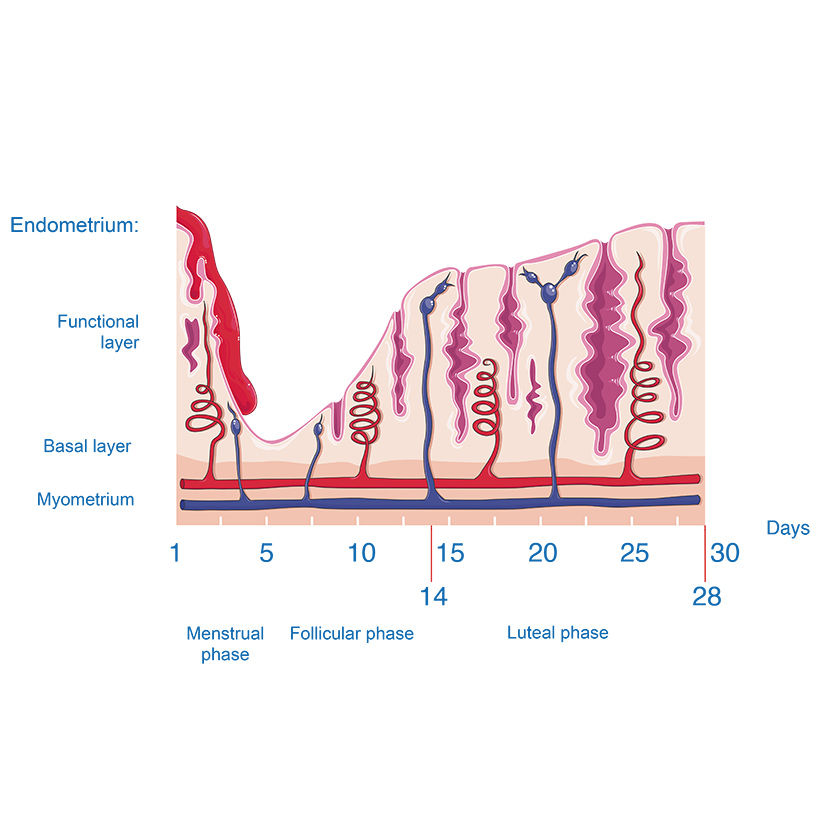 Uterine cycle vector