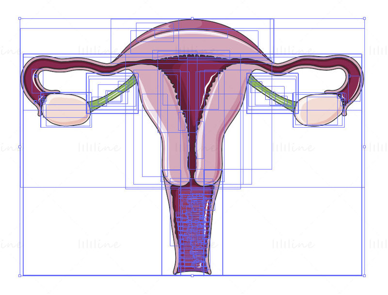 Uterus vector