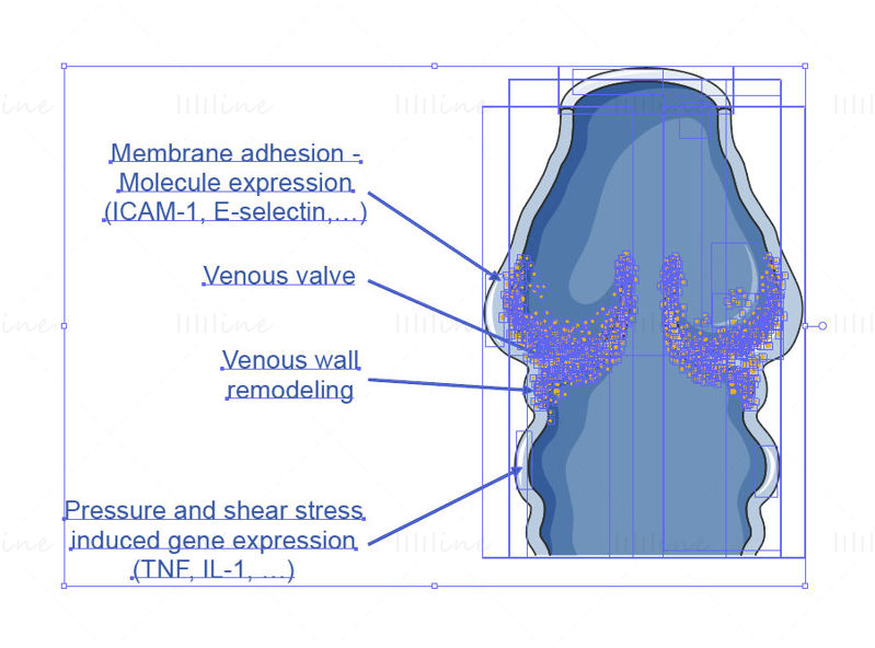 Varicose vein vector