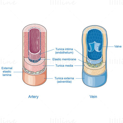 Vascular tunics vector
